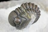 Detailed Gerastos Trilobite Fossil - Morocco #145765-3